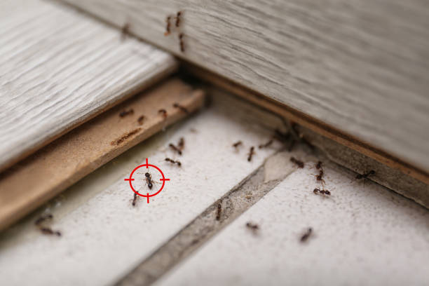 Best Pest Control for Businesses  in St Paul, TX
