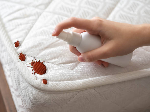 Best Pest Control for Restaurants  in St Paul, TX